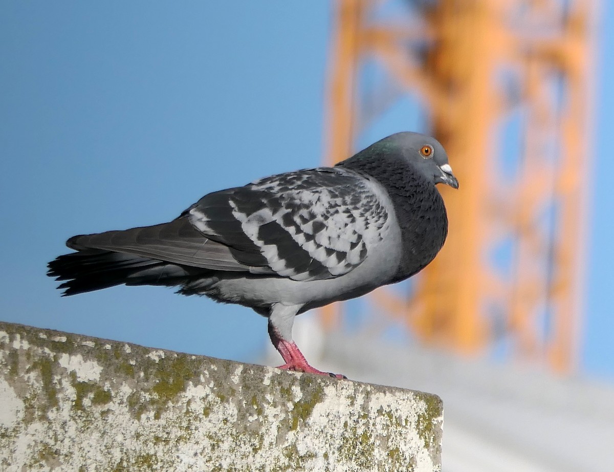 Rock Pigeon (Feral Pigeon) - ML609357763