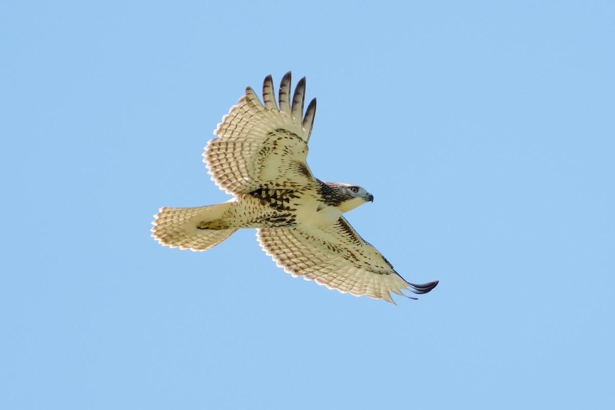 Red-tailed Hawk - ML609358370