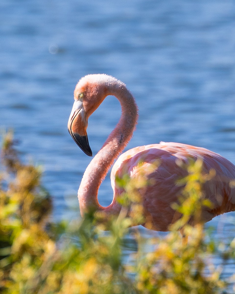 American Flamingo - ML609358536