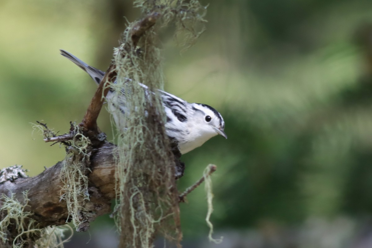 Black-and-white Warbler - ML609358587