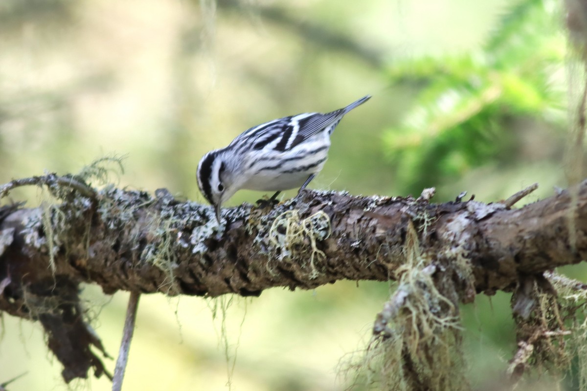 Black-and-white Warbler - ML609358588