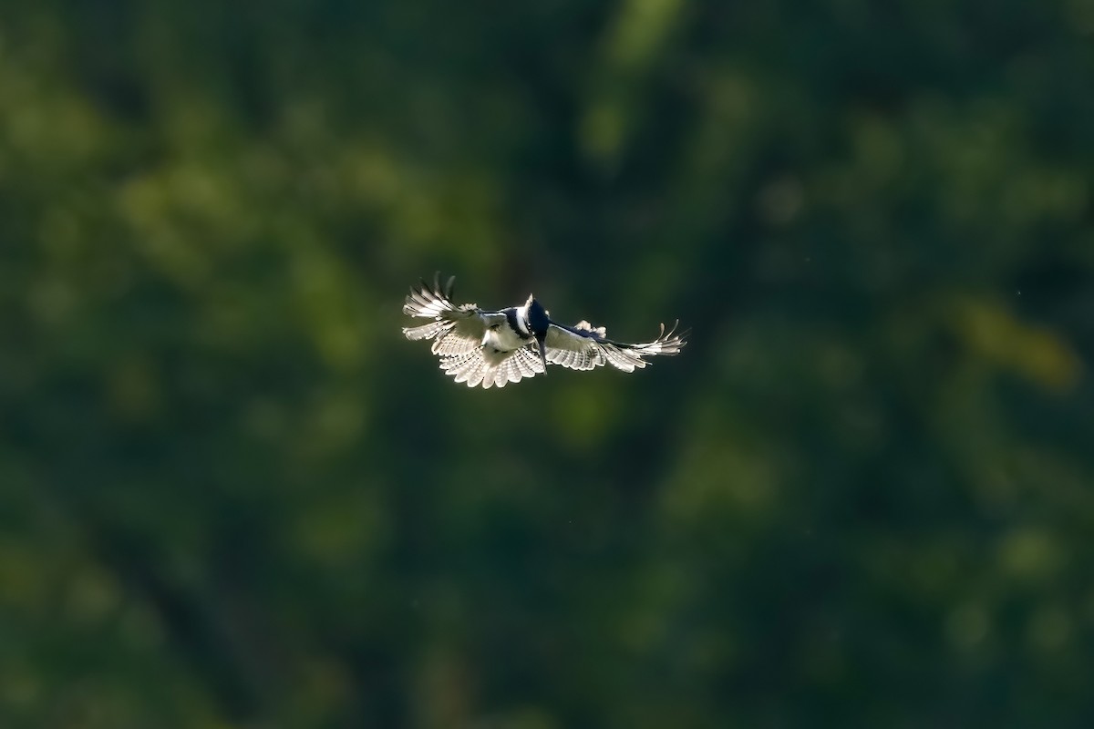 Belted Kingfisher - ML609358621