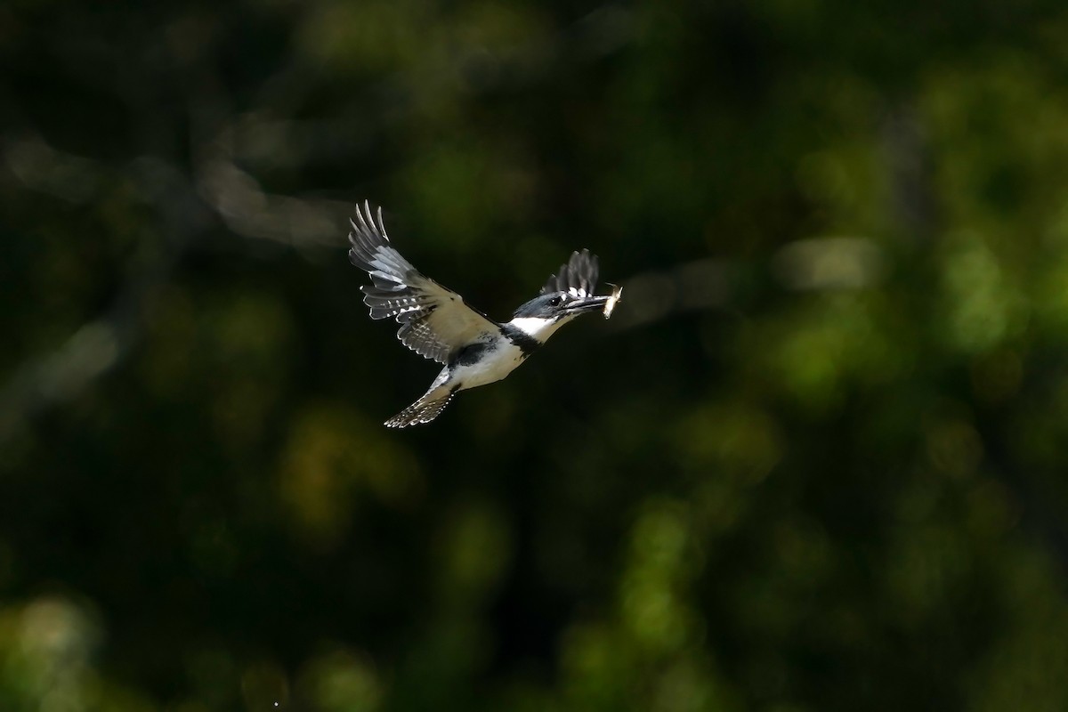 Belted Kingfisher - ML609358622