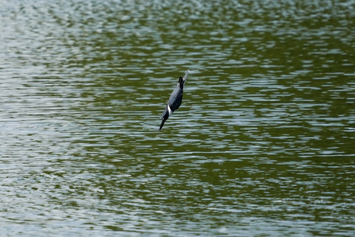 Belted Kingfisher - ML609358624