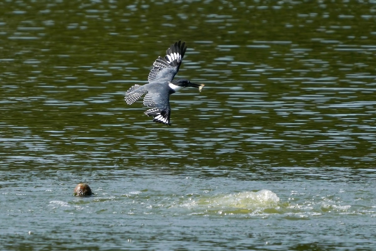 Belted Kingfisher - ML609358625