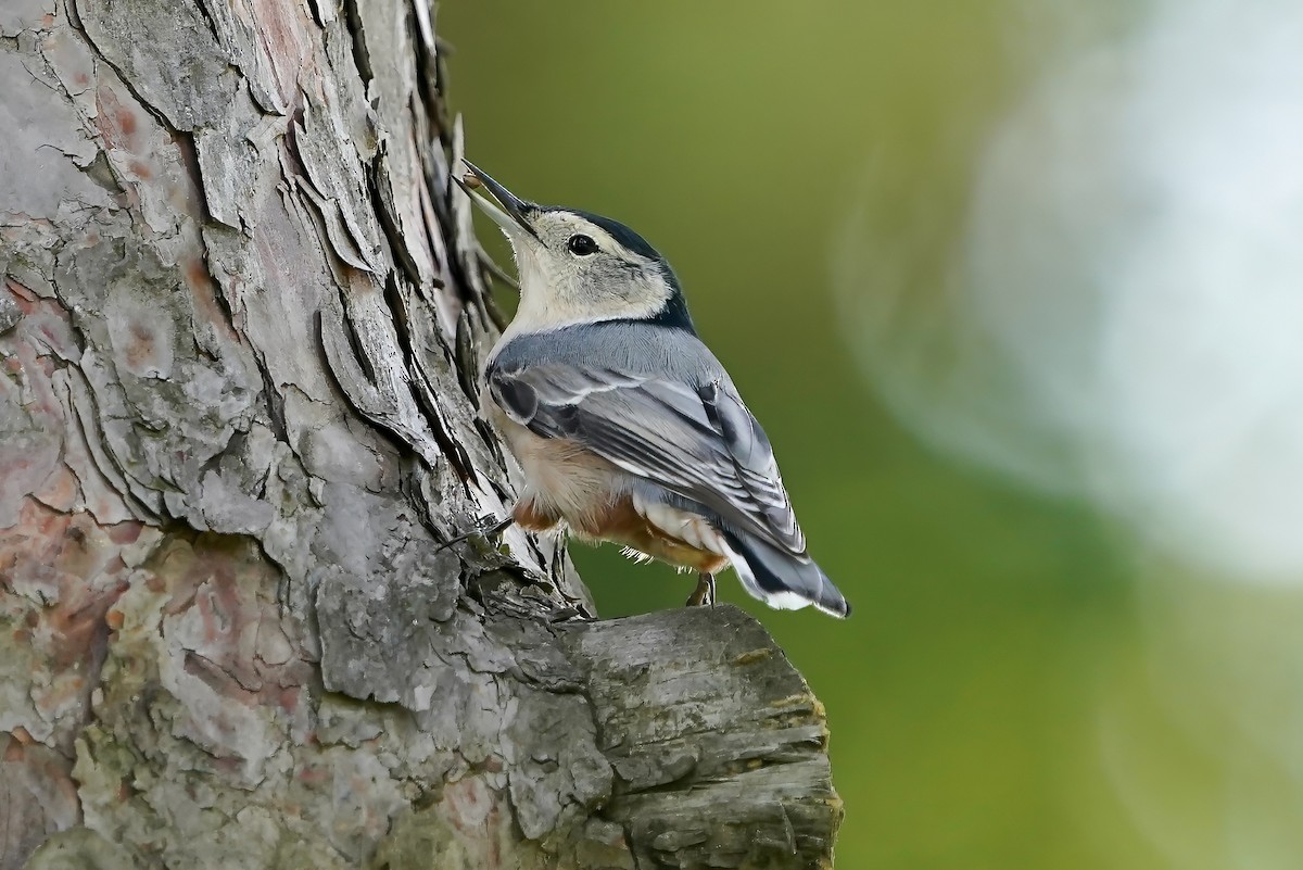 White-breasted Nuthatch - ML609358629