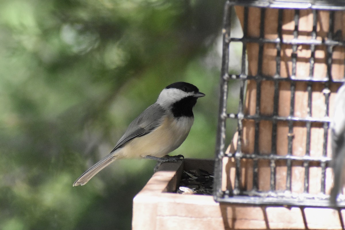 Carolina Chickadee - ML609358703