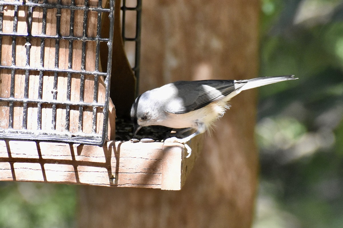 Tufted Titmouse - ML609358719