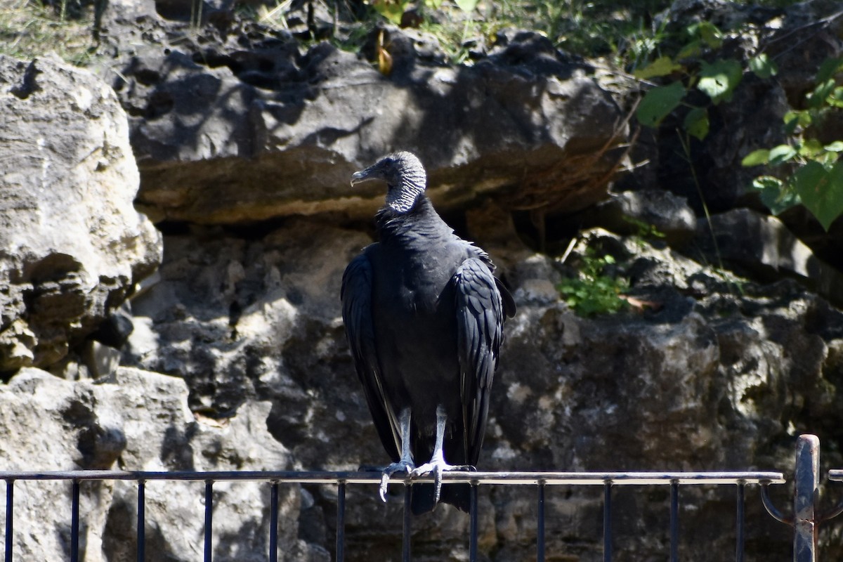 Black Vulture - ML609358734