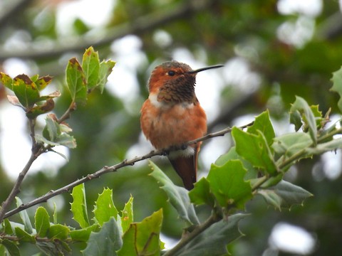 Allen's Hummingbird - Ellen Tipping