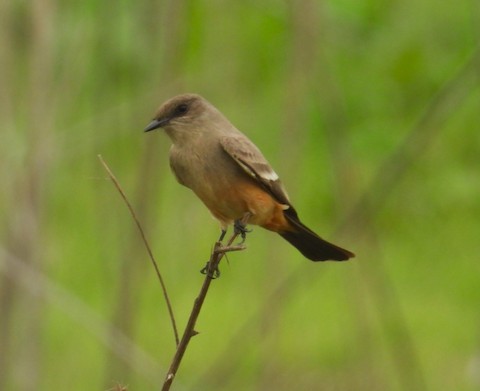 Say's Phoebe - Ellen Tipping