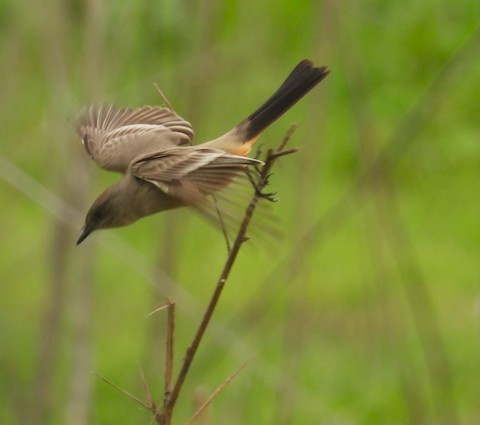 Say's Phoebe - Ellen Tipping