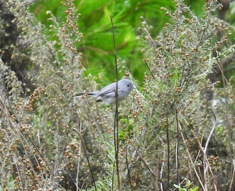 Blue-gray Gnatcatcher - Ellen Tipping