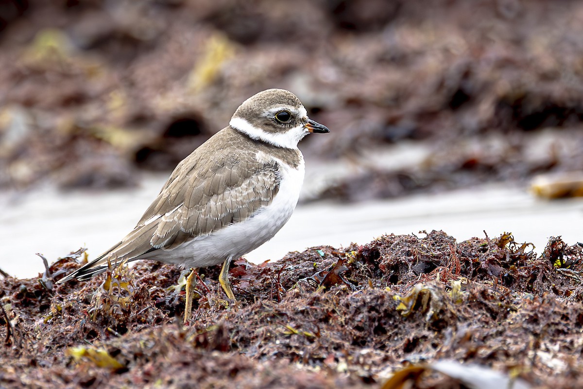 Semipalmated Plover - ML609359070