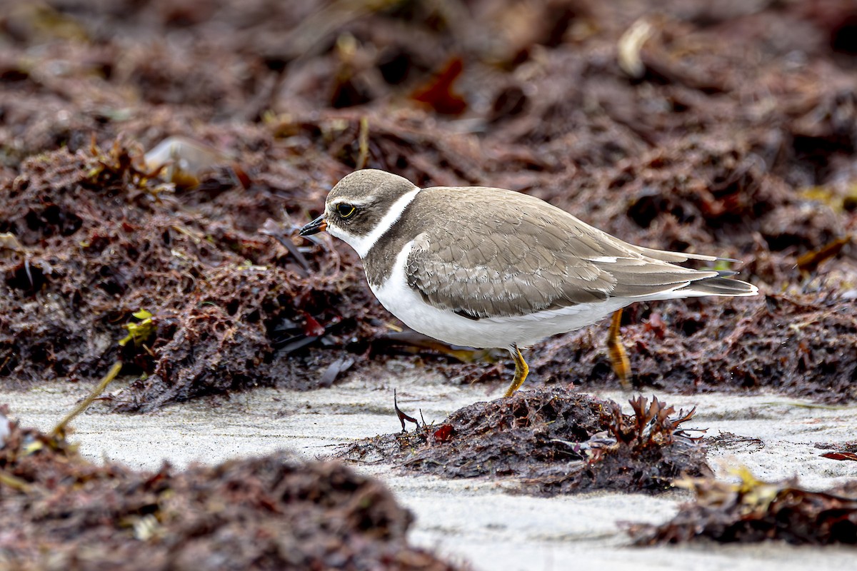 Semipalmated Plover - ML609359071