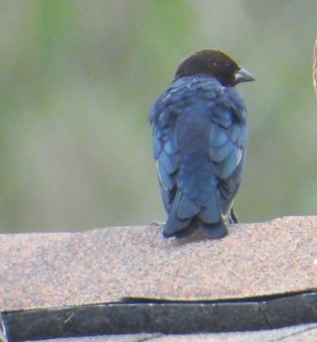 Brown-headed Cowbird - Ellen Tipping