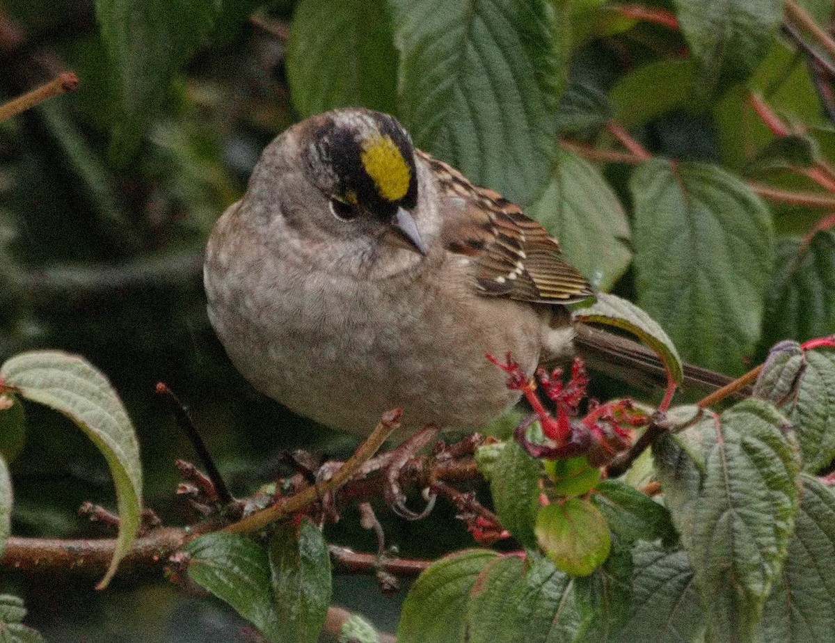Golden-crowned Sparrow - BobMoose Moore