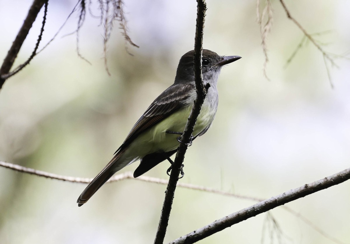 Great Crested Flycatcher - ML609359275
