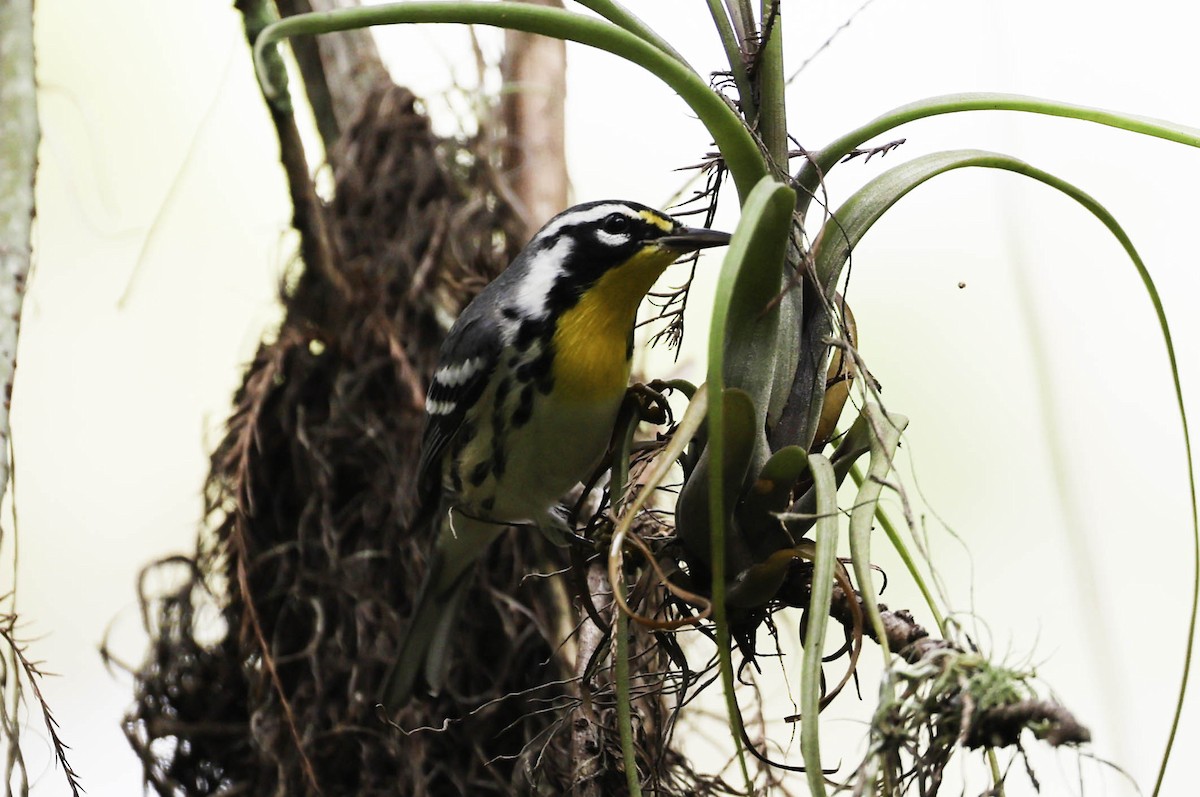 Yellow-throated Warbler - ML609359344