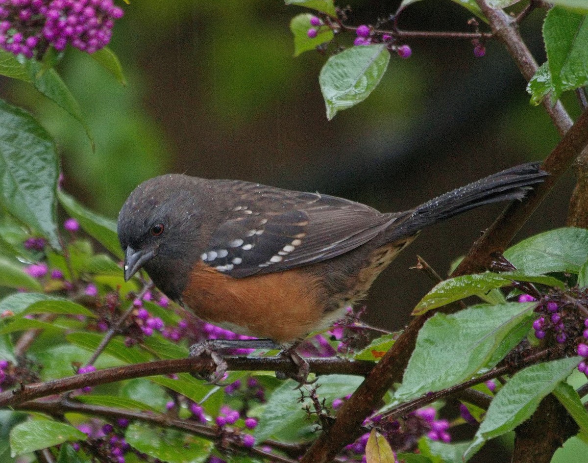 Spotted Towhee - ML609359391