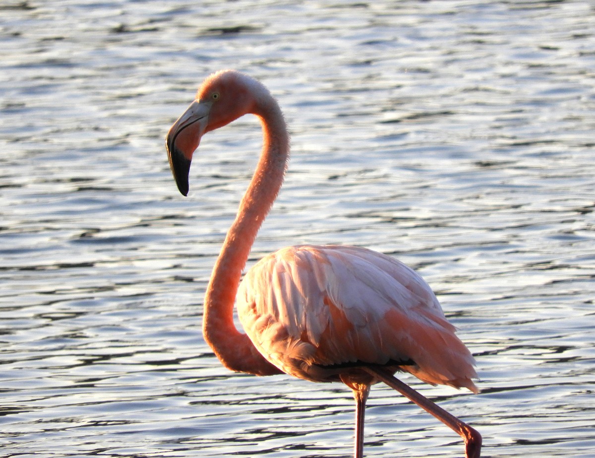 American Flamingo - ML609359395