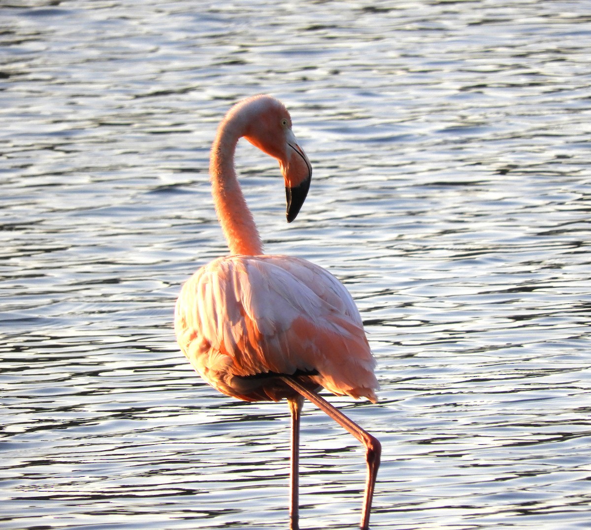 American Flamingo - ML609359396
