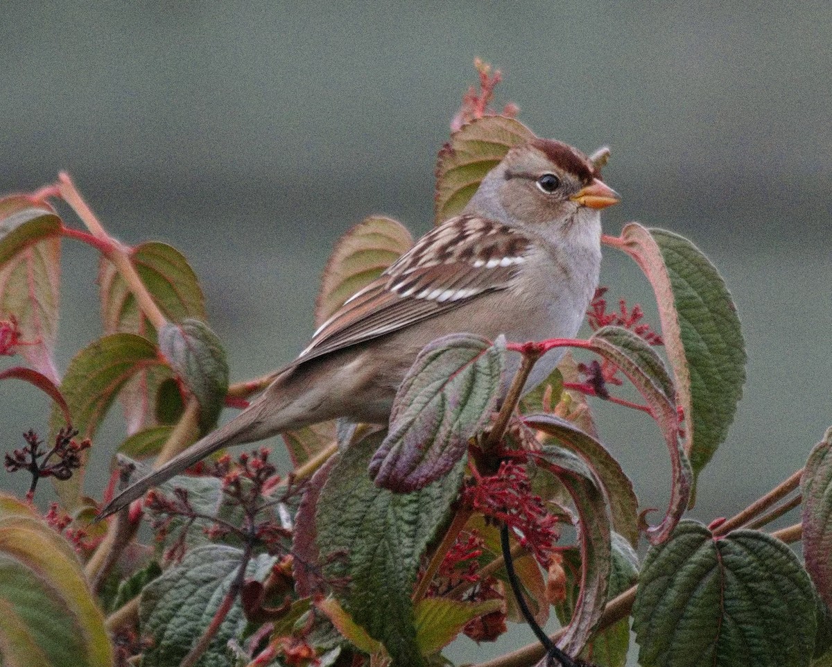 White-crowned Sparrow - ML609359444