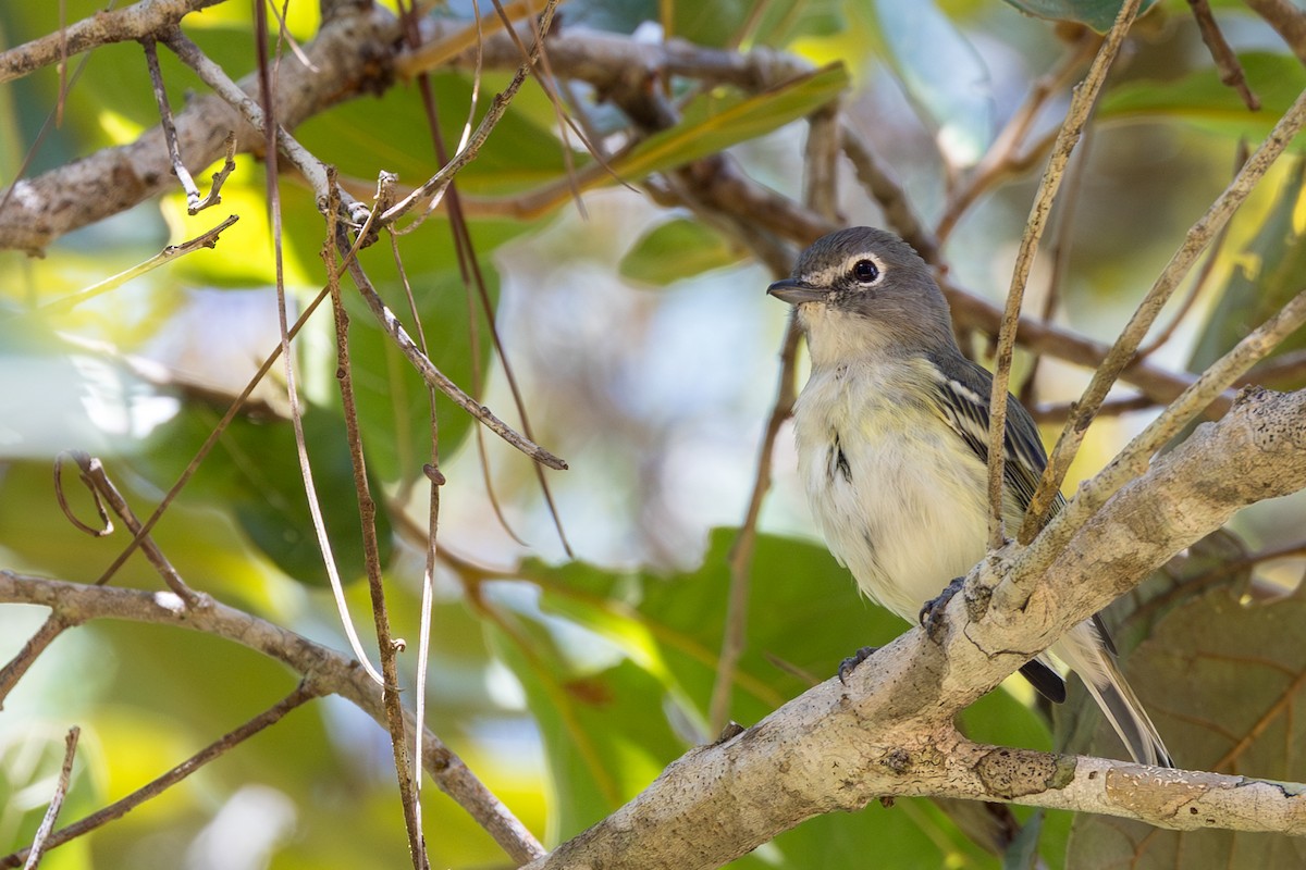 Plumbeous Vireo (Central American) - Francis Canto Jr