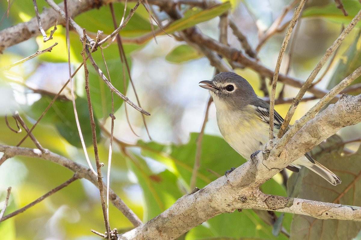Plumbeous Vireo (Central American) - Francis Canto Jr