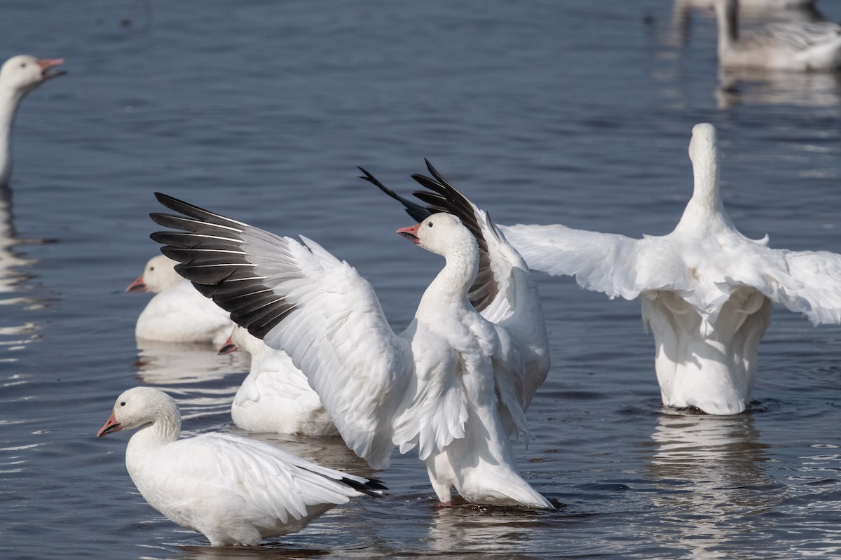Snow Goose - ML609359779