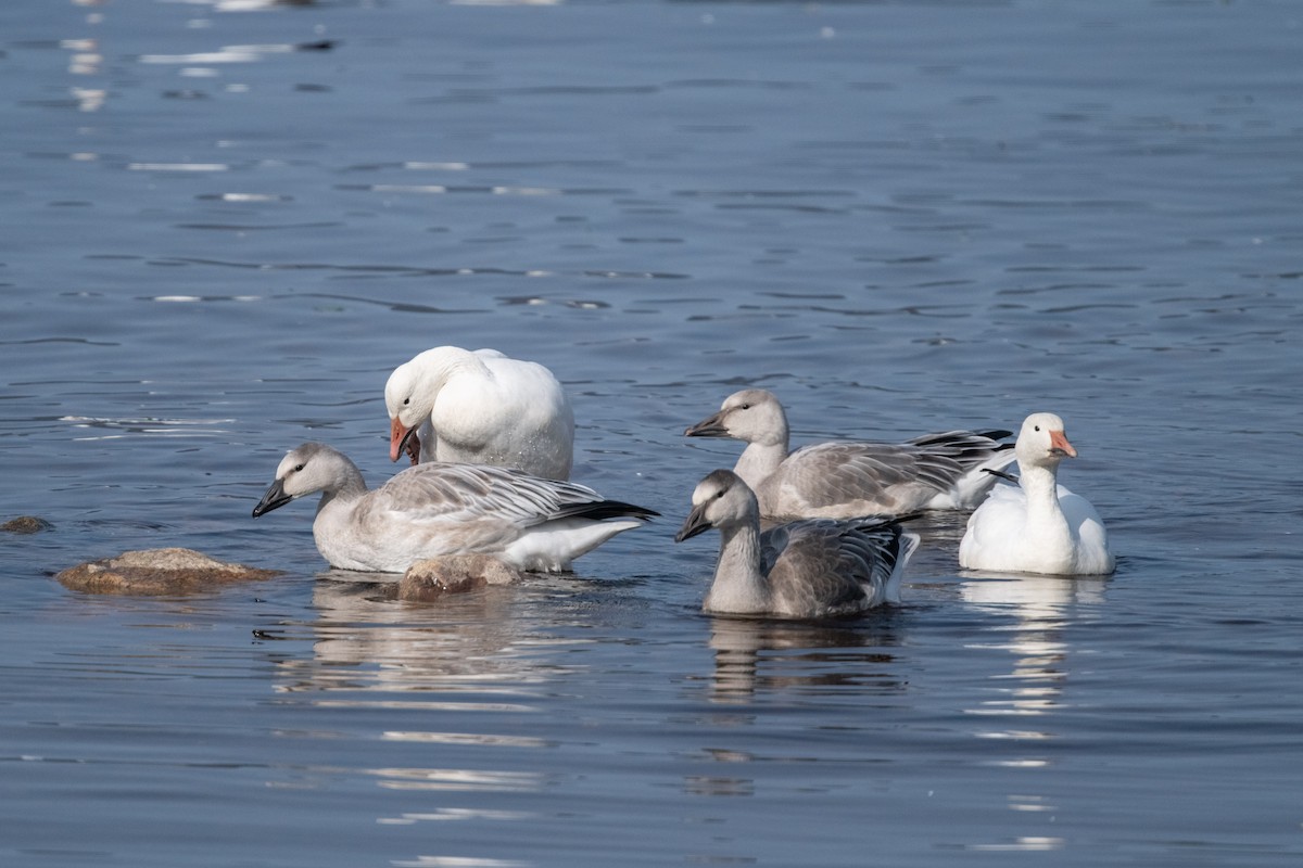Snow Goose - ML609359784