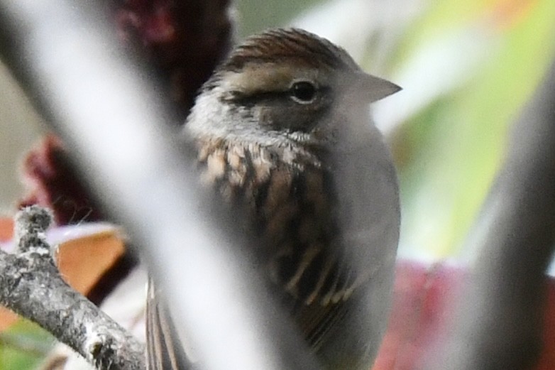 Chipping Sparrow - ML609359939