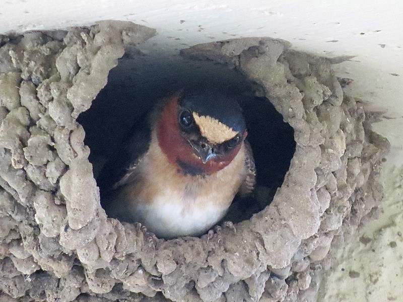 Cliff Swallow - wendy wright