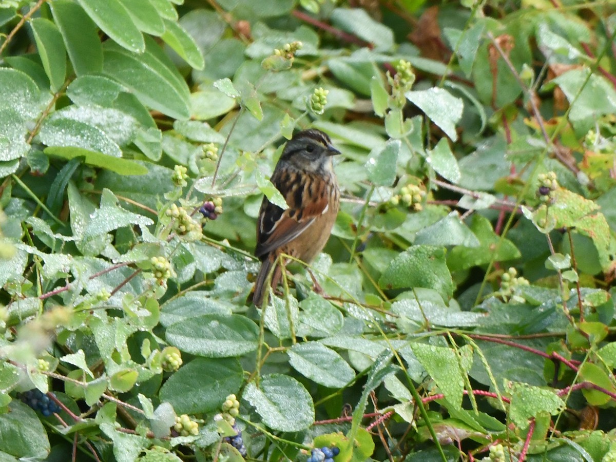 Swamp Sparrow - ML609360334