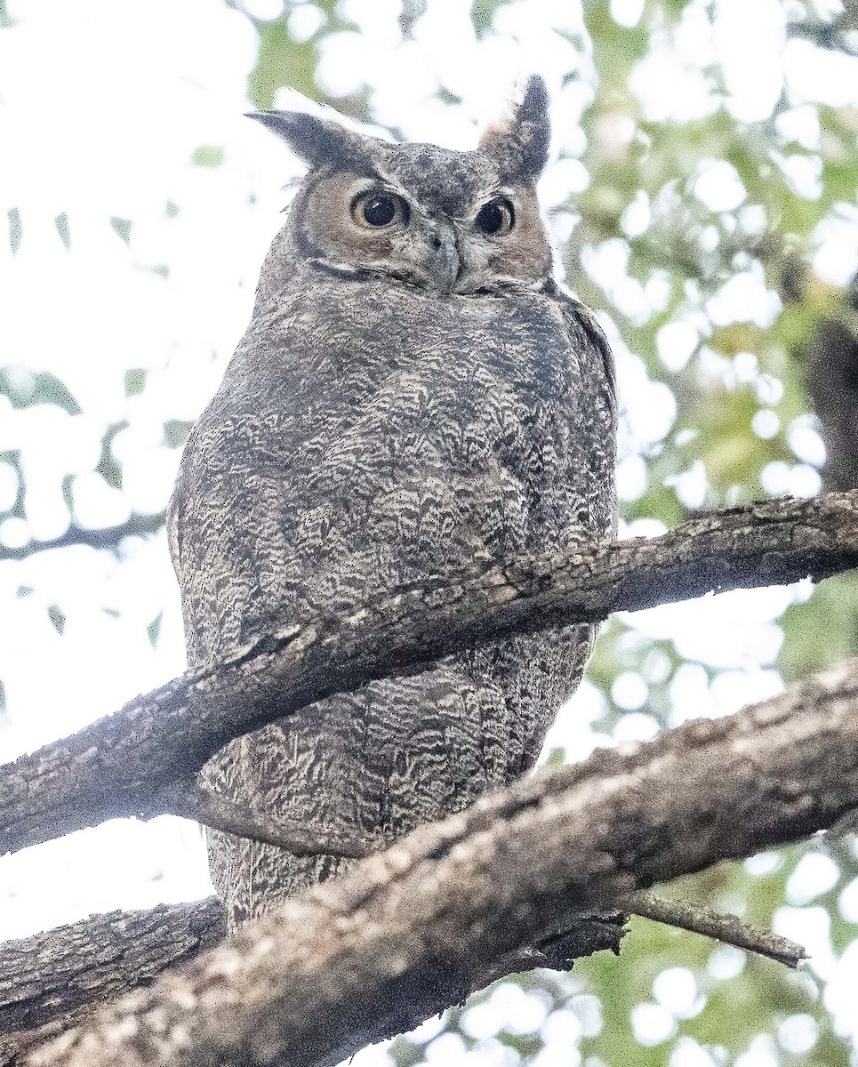 Great Horned Owl - ML609360589