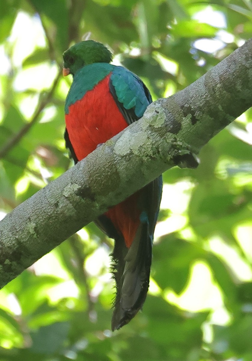 Quetzal pavonin - ML609360646