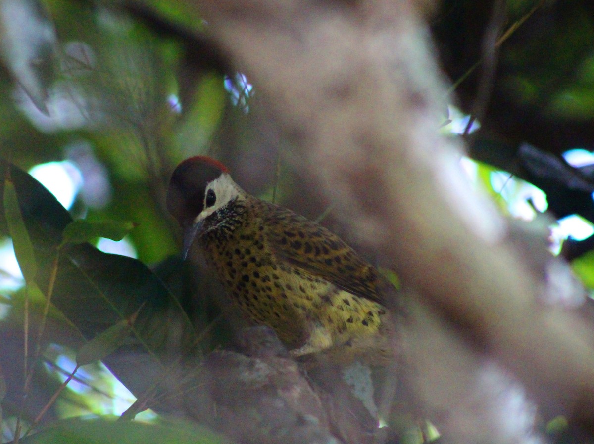 Spot-breasted Woodpecker - ML609360698