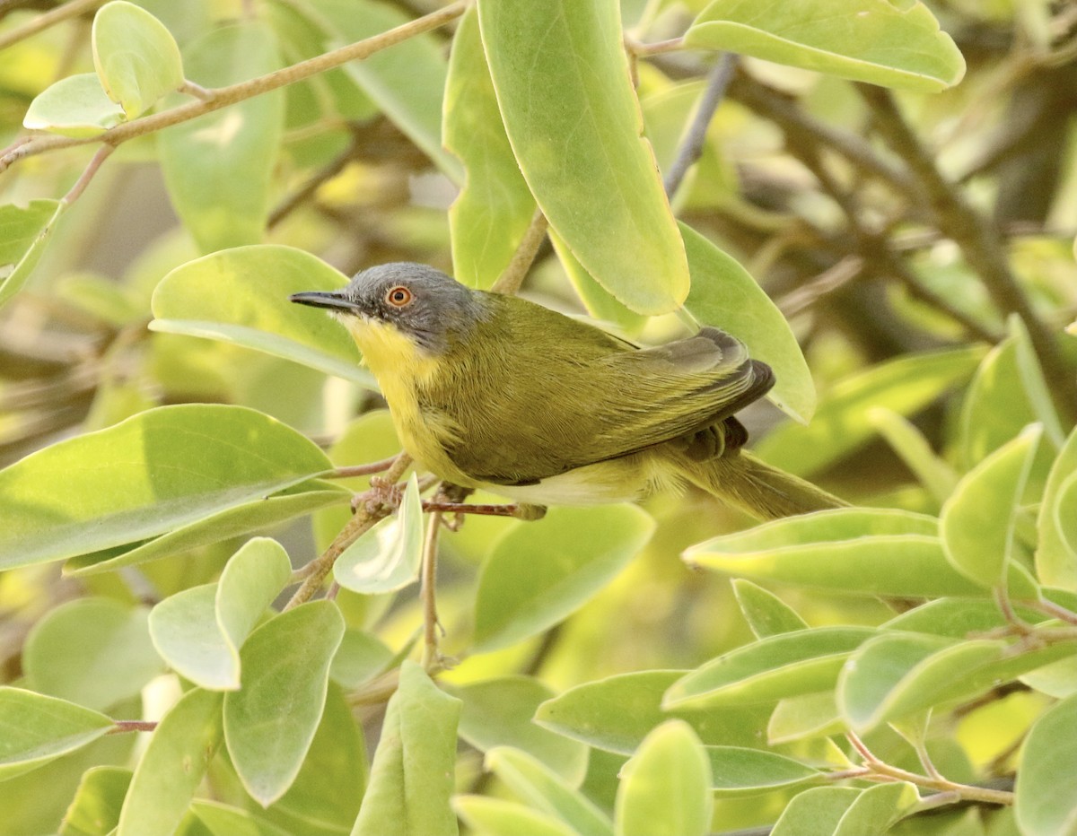 Yellow-breasted Apalis - ML609360918