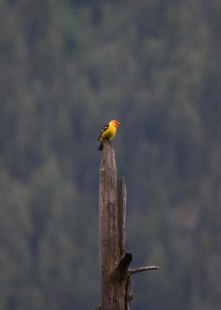 Western Tanager - ML60936121