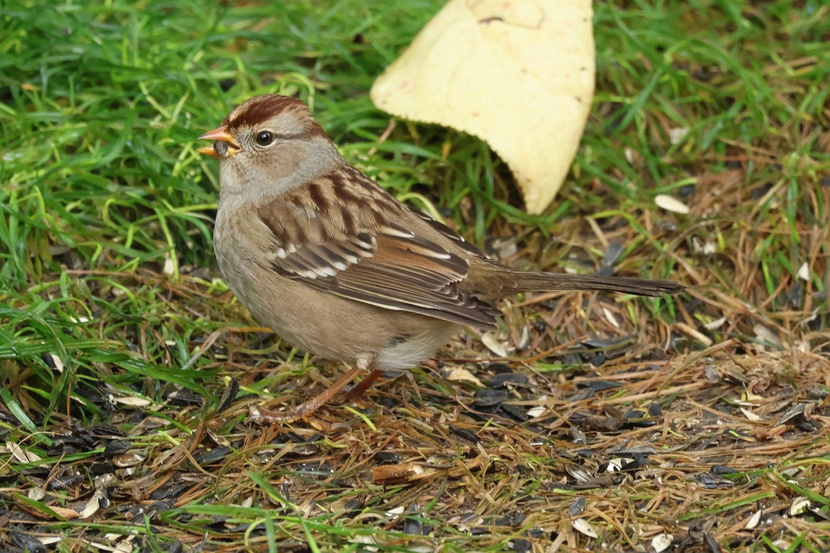 White-crowned Sparrow - ML609361364