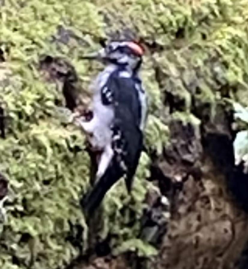 Hairy Woodpecker - ML609361611