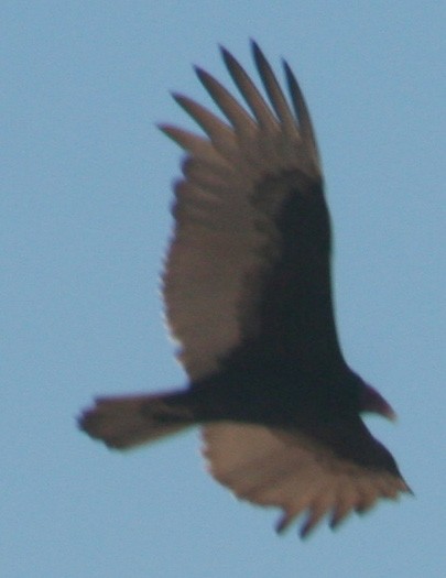 Turkey Vulture - ML609362009