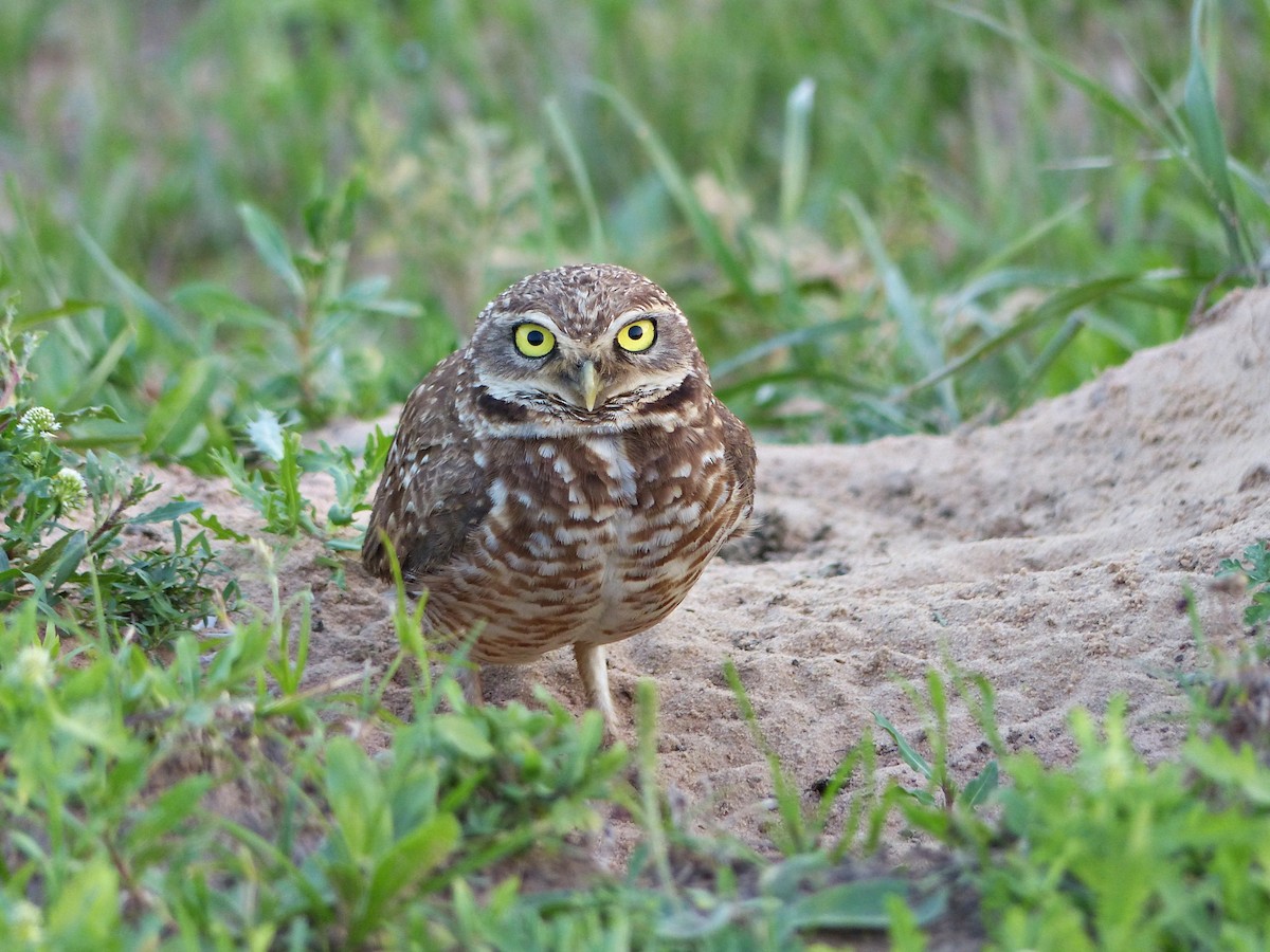 Burrowing Owl - ML609362093