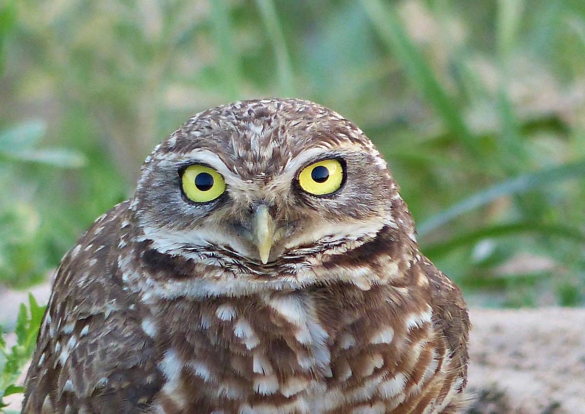 Burrowing Owl - ML609362094