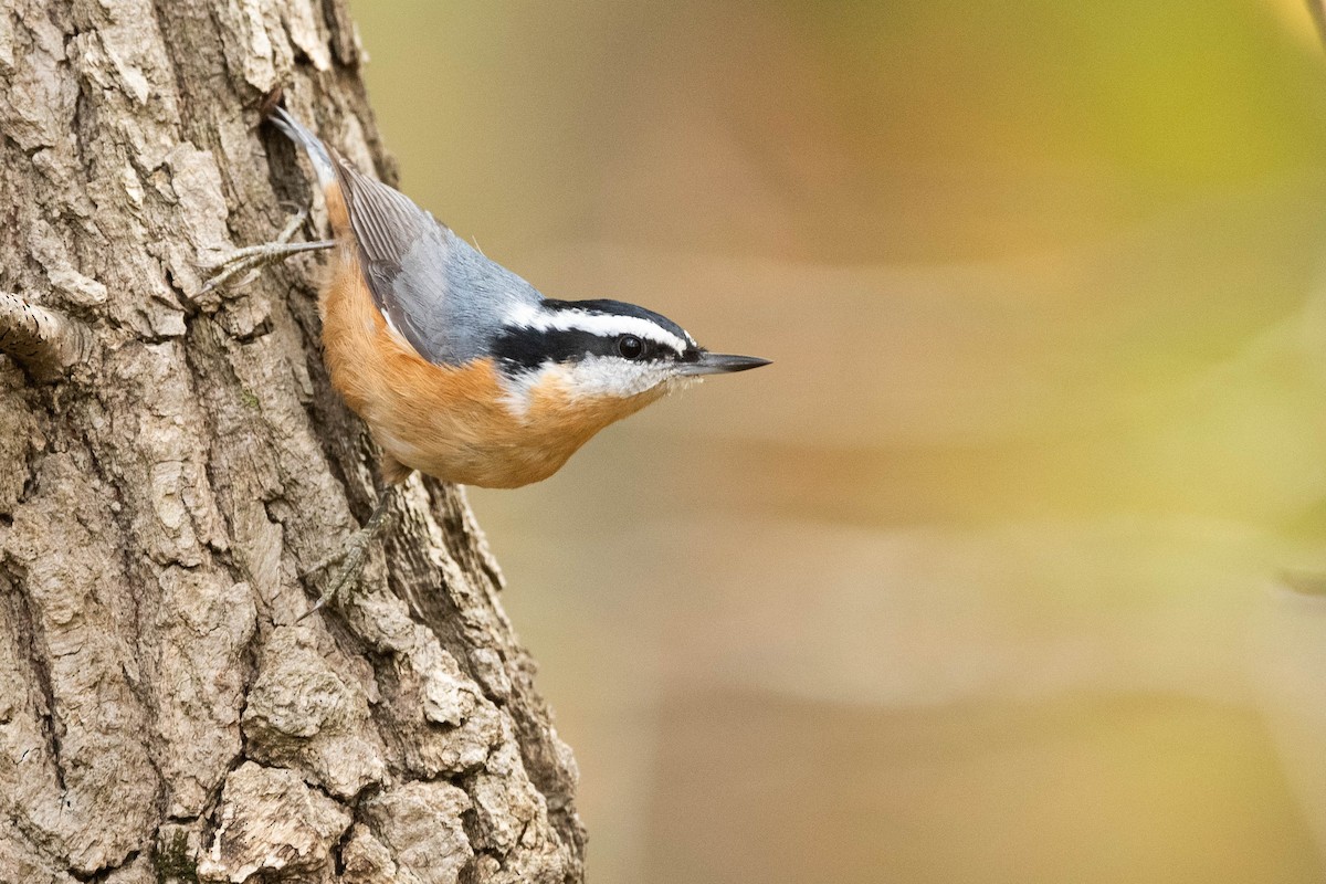 Red-breasted Nuthatch - ML609362141