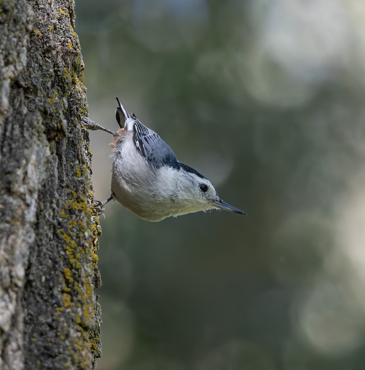 White-breasted Nuthatch (Pacific) - ML609362231