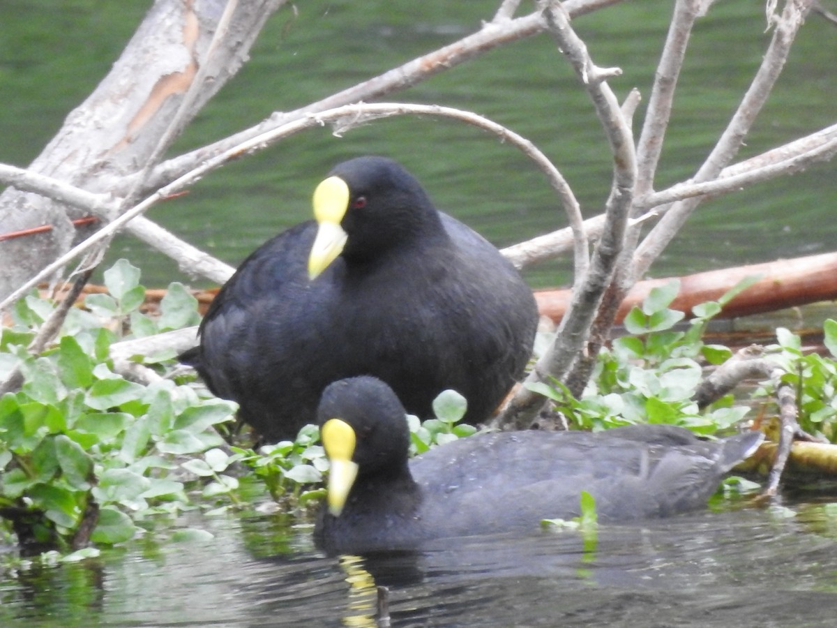 White-winged Coot - ML609362477