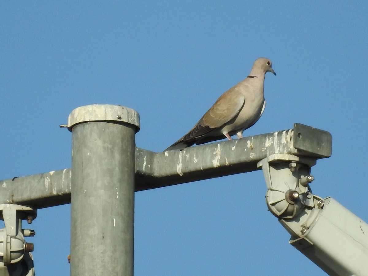 Eurasian Collared-Dove - ML609362687