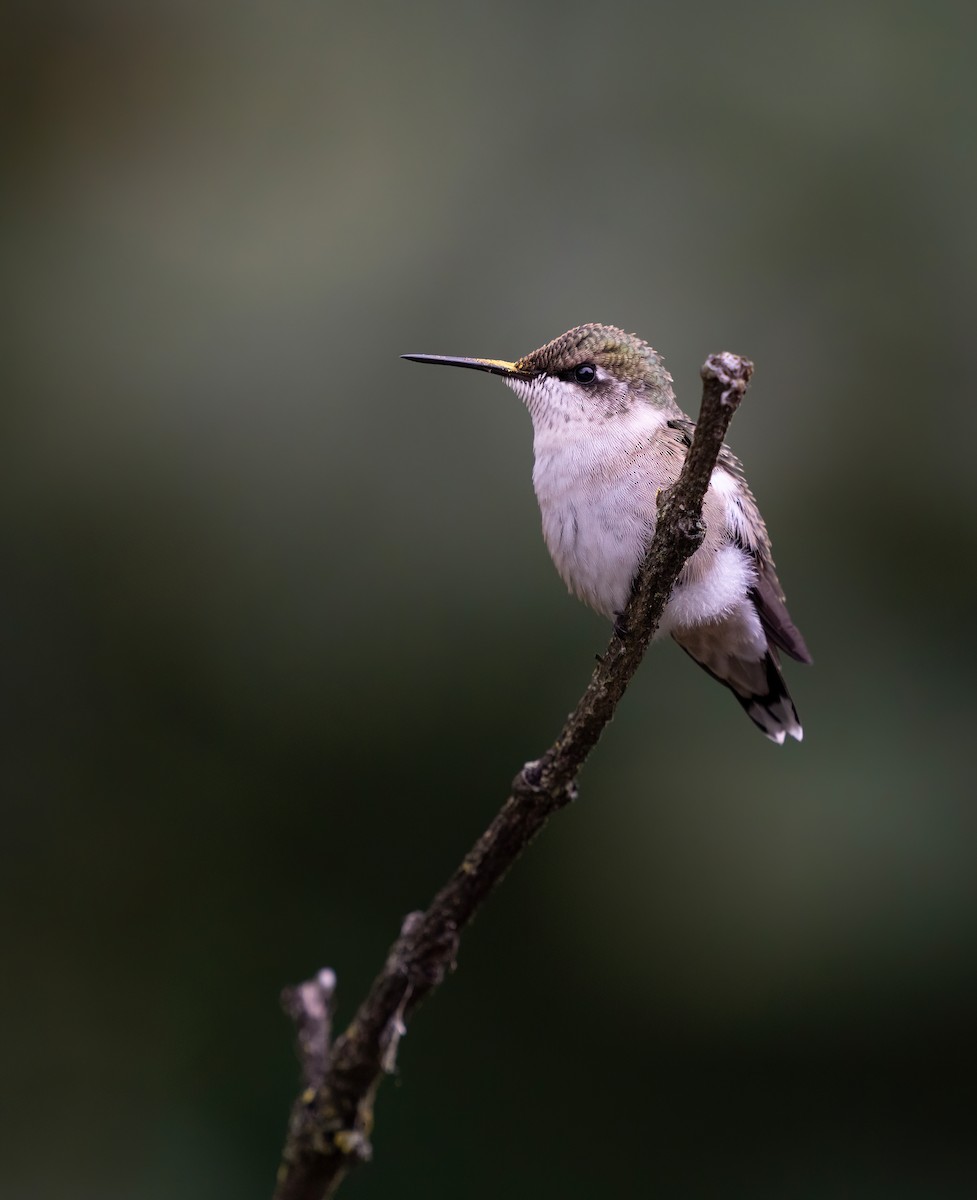 Ruby-throated Hummingbird - ML609362699
