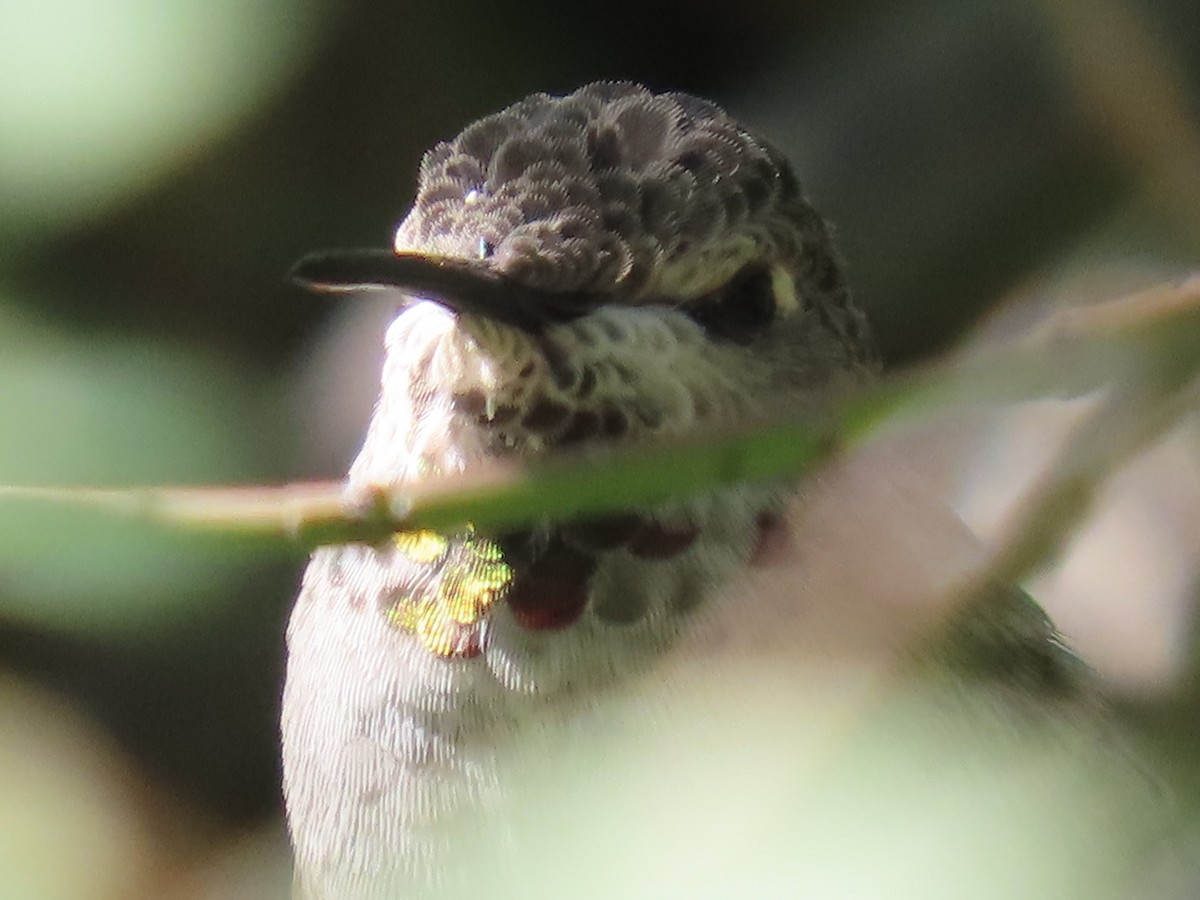 Anna's Hummingbird - ML609362827